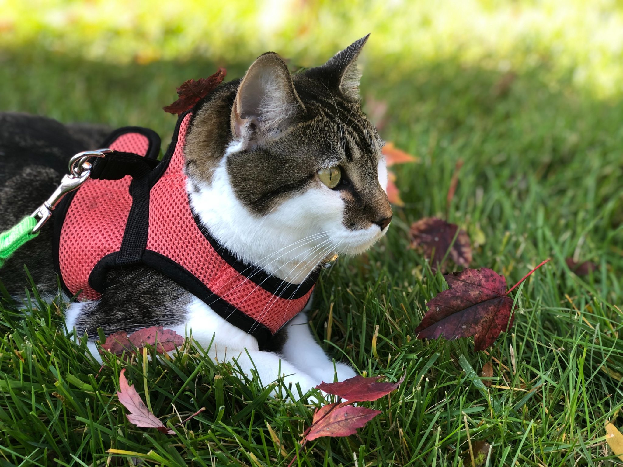 cat harness