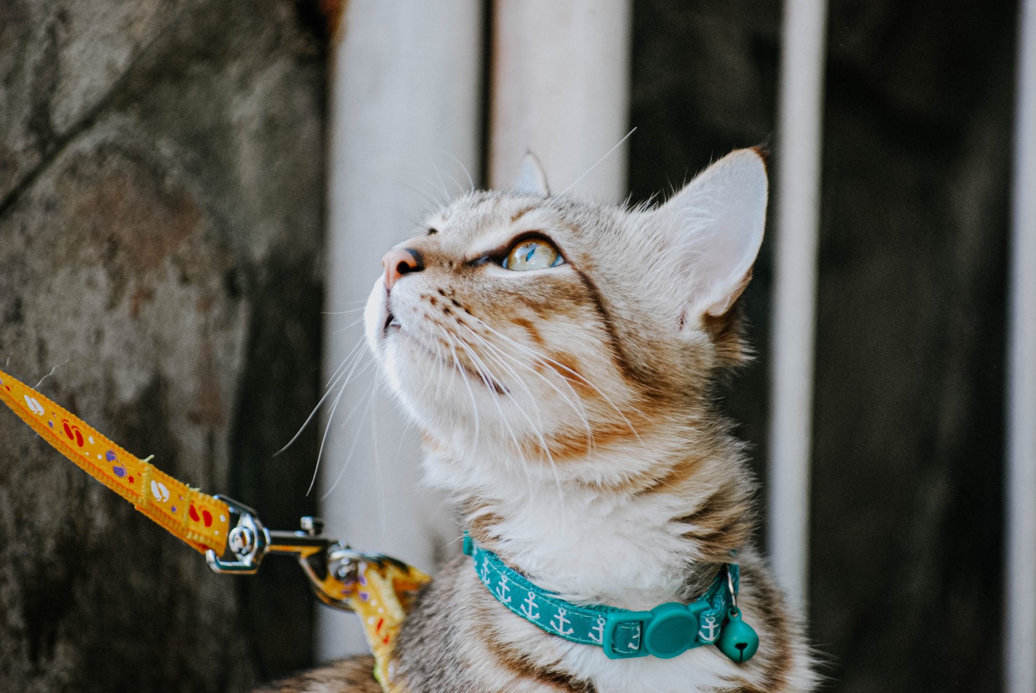 best cat harness