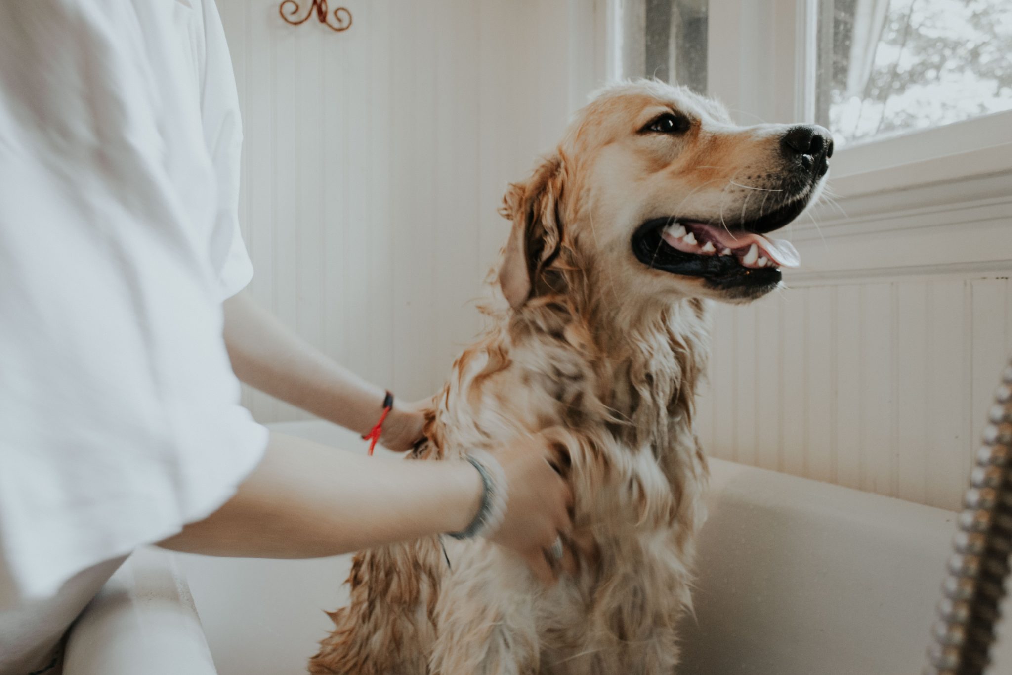wash your dog
