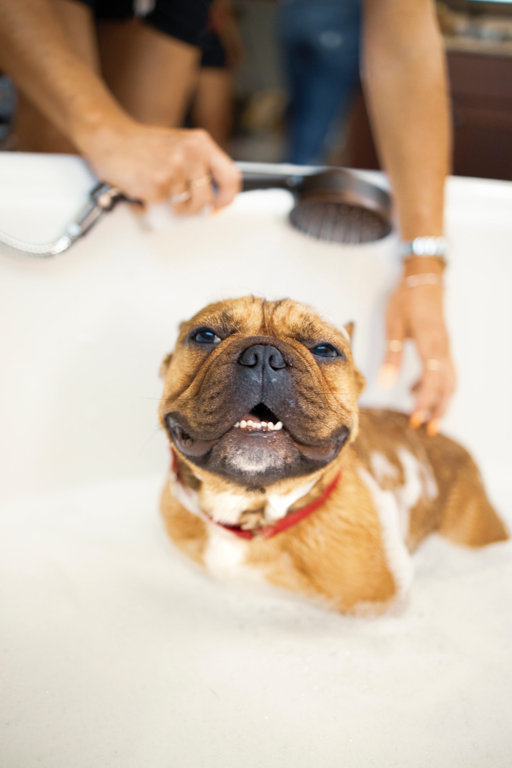 tips-to-wash-your-dog-image
