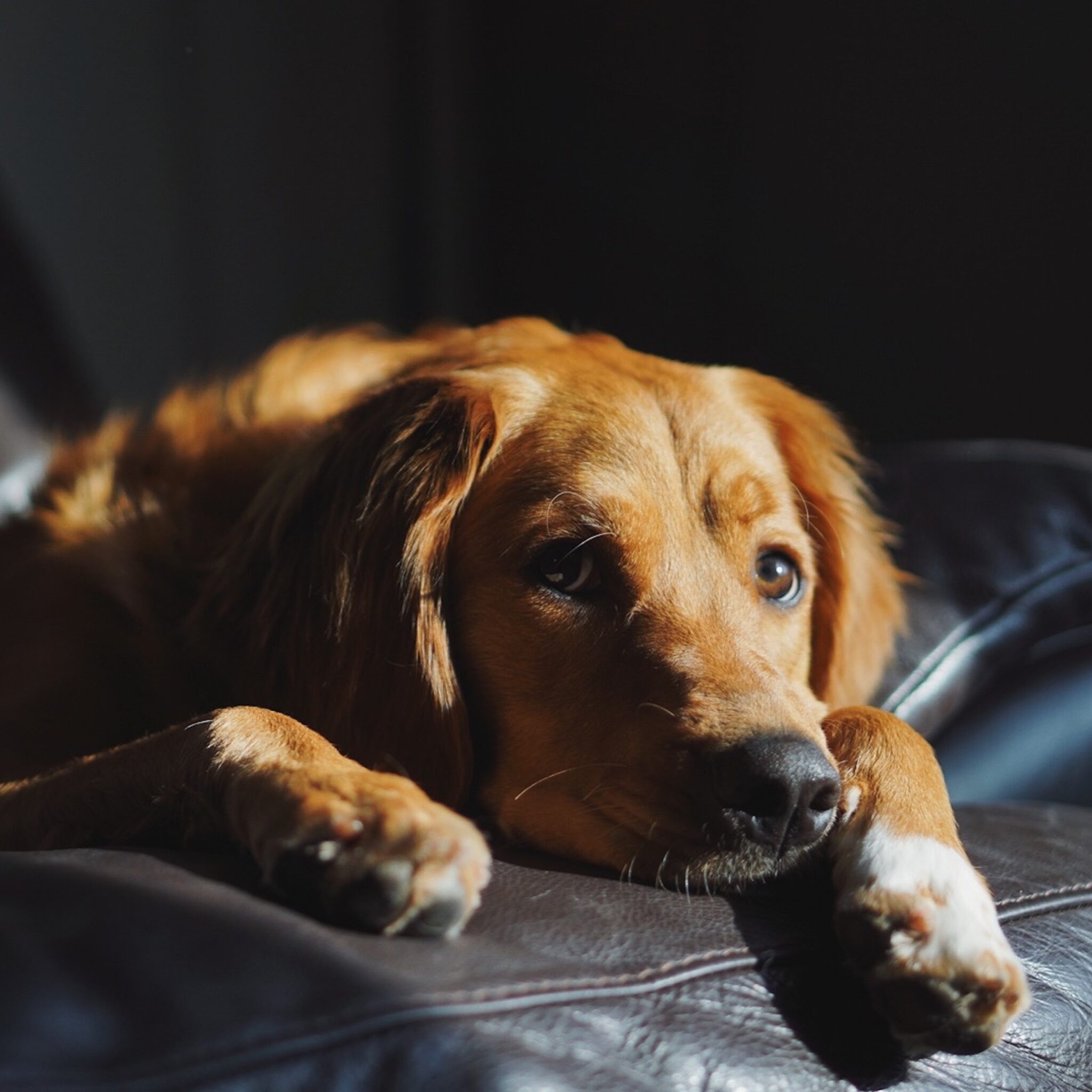 All about doggy daycare