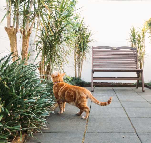 At Kip, we're reimagining cat boarding.